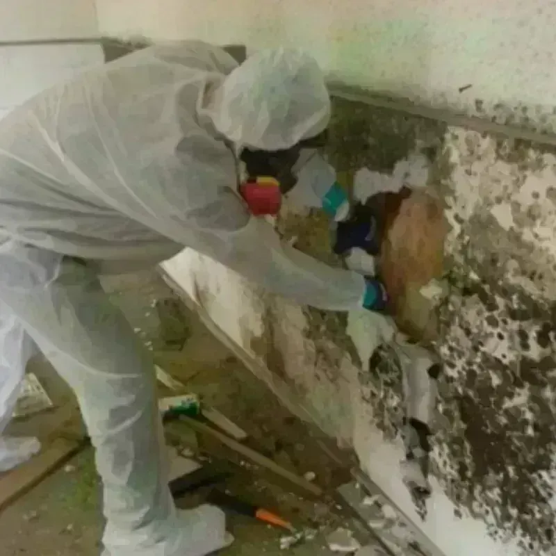 Mold Remediation and Removal in New Iberia, LA